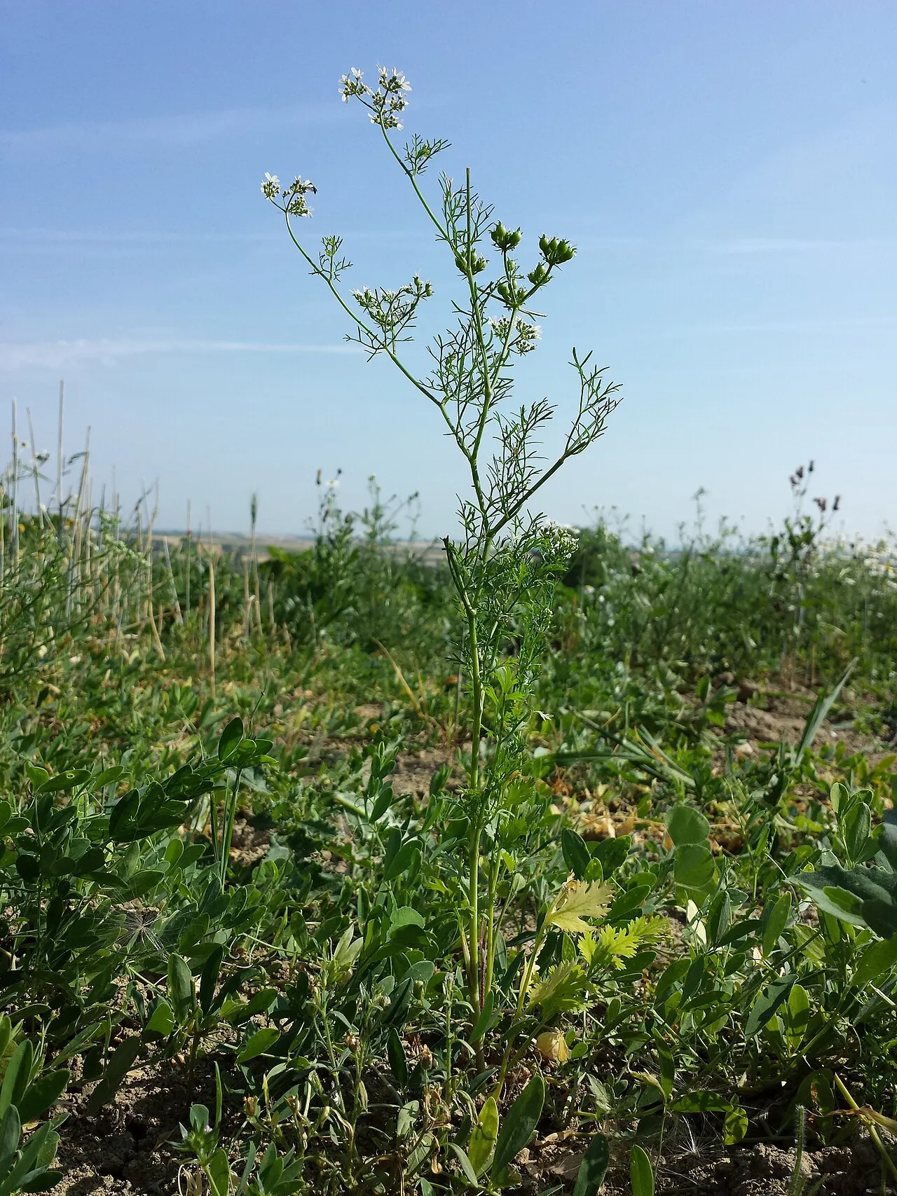 Koriander (Coriandrum sativum)