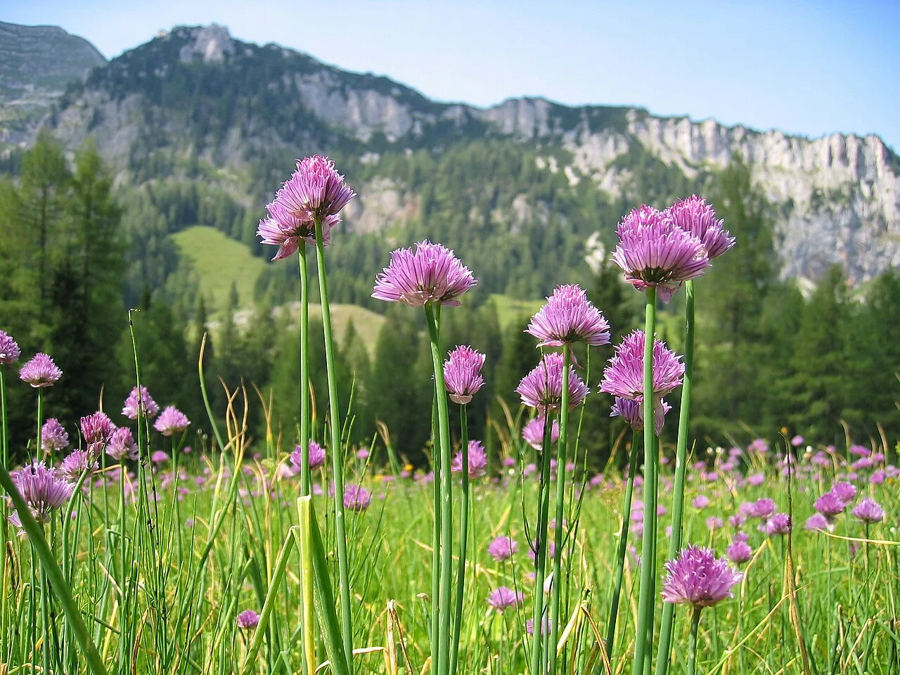 Schnittlauch (Allium schoenoprasum)