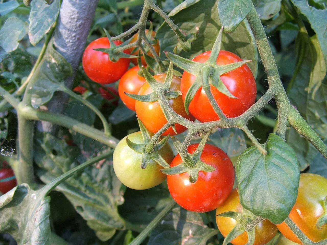 Tomaten (Solanum lycopersicum)