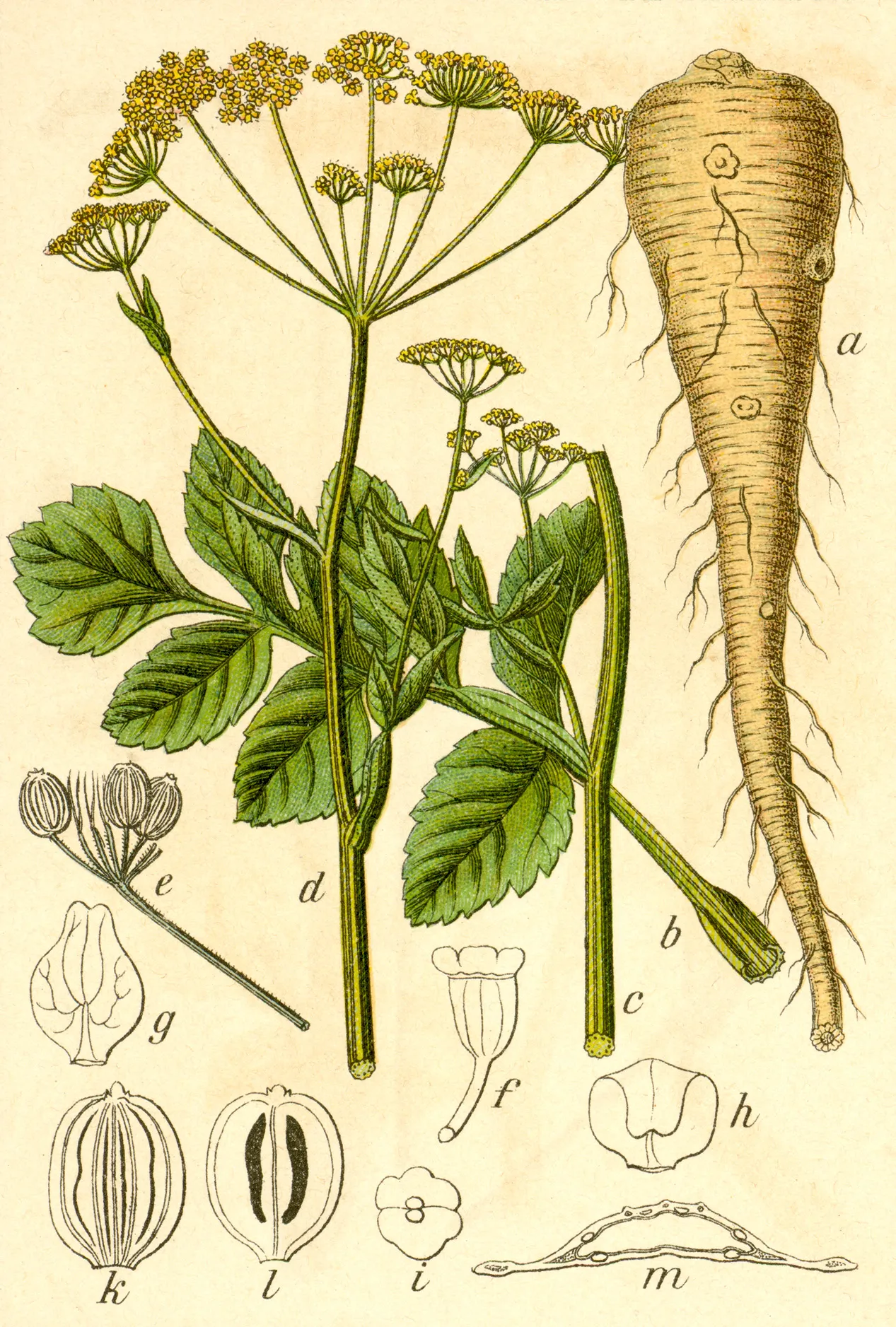 Pastinaken (Pastinaca sativa)