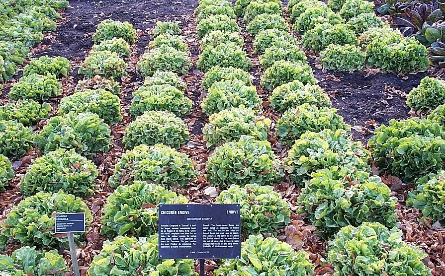 Endivien (Cichorium endivia)