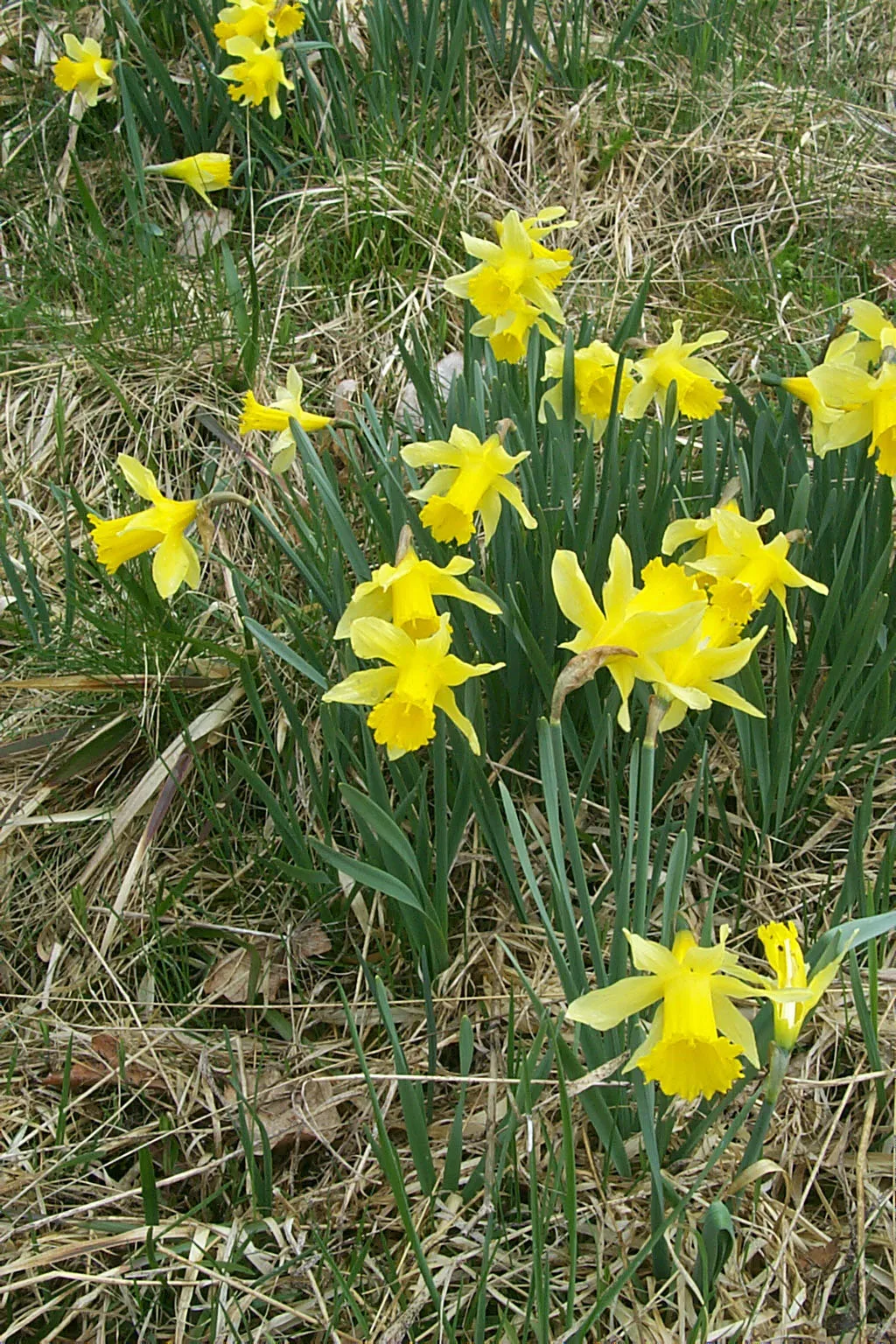 Narzissen (Narcissus)