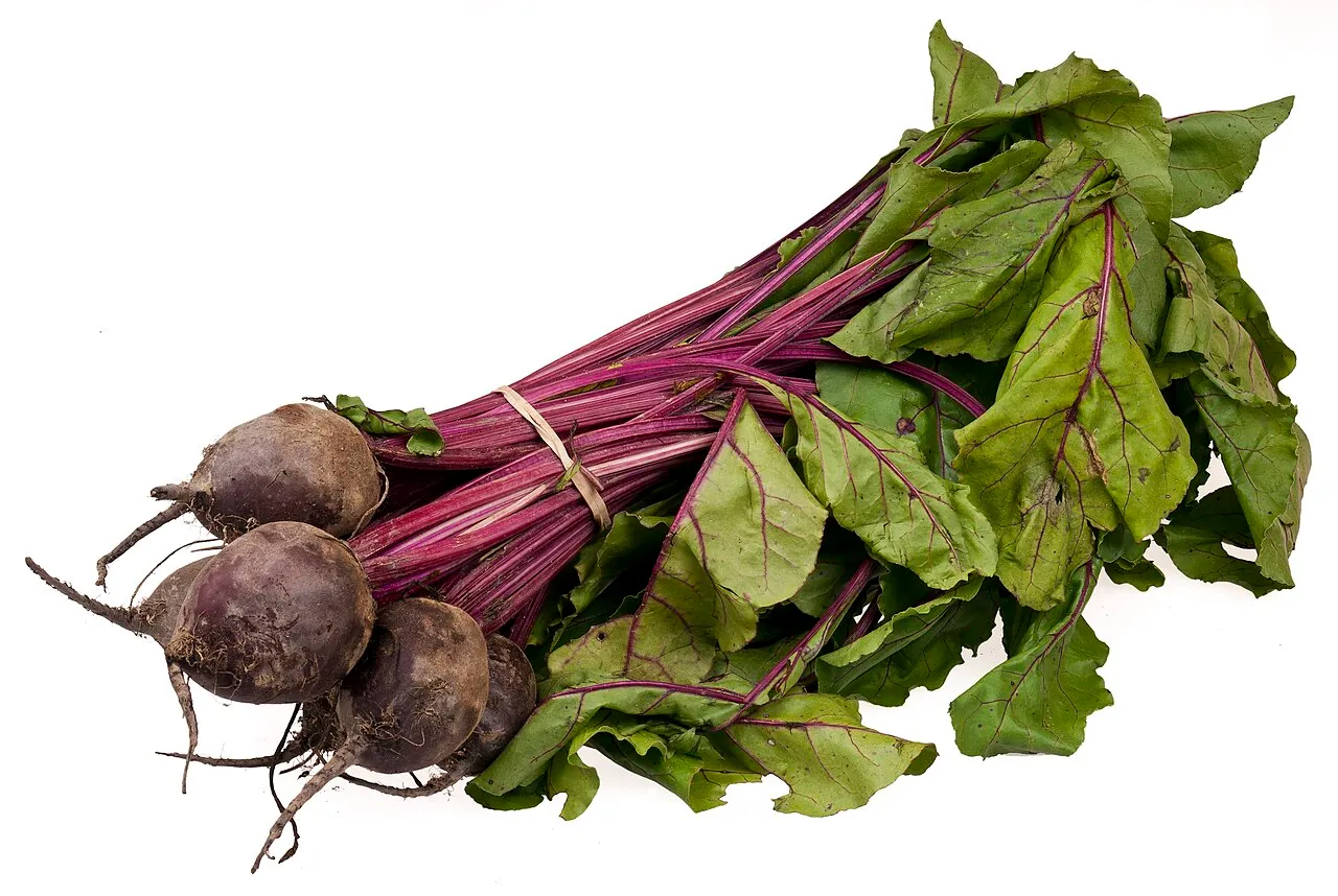 Rote Bete (Beta vulgaris subsp. vulgaris var. conditiva)