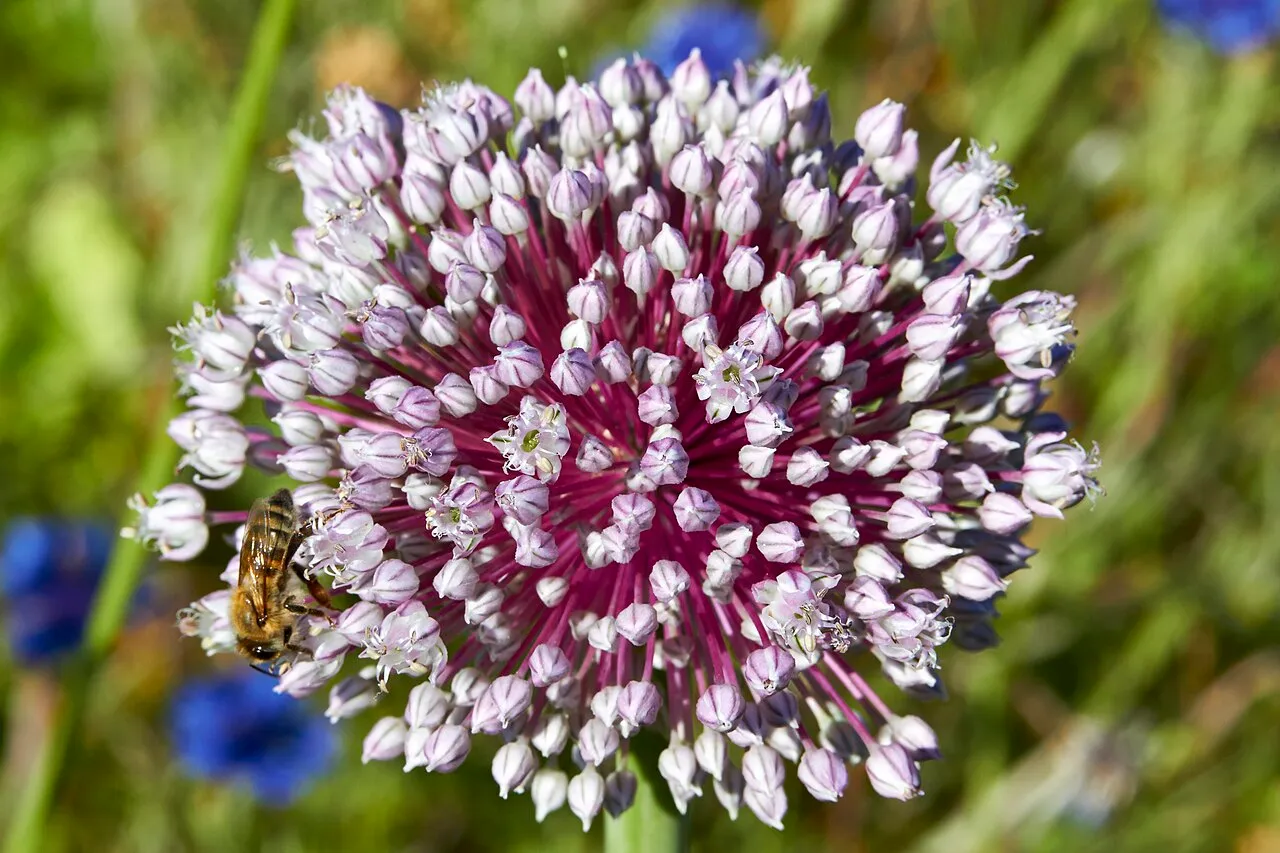 Lauch (Allium ampeloprasum var. porrum)