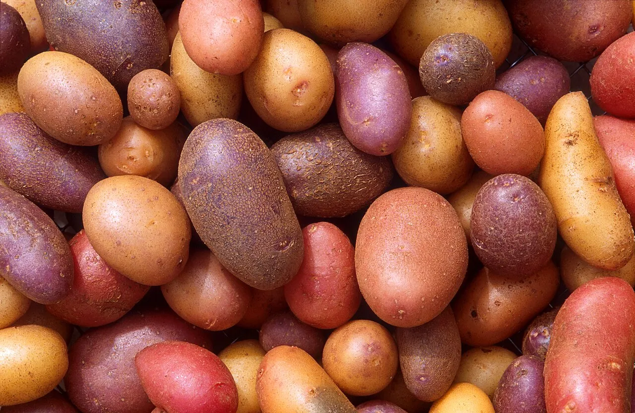 Kartoffeln (Solanum tuberosum)
