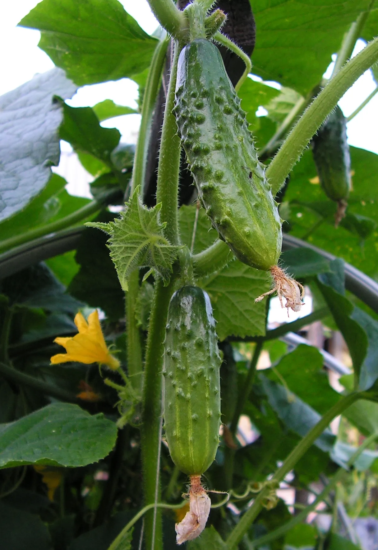 Gurken (Cucumis sativus)