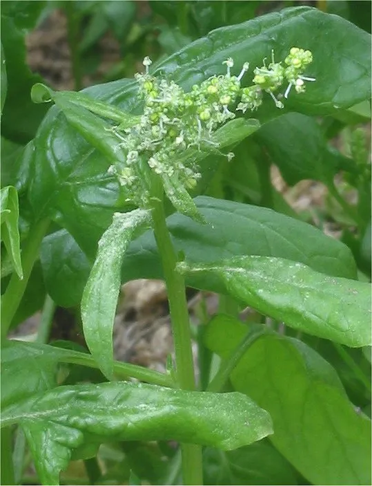 Spinat (Spinacia oleracea)
