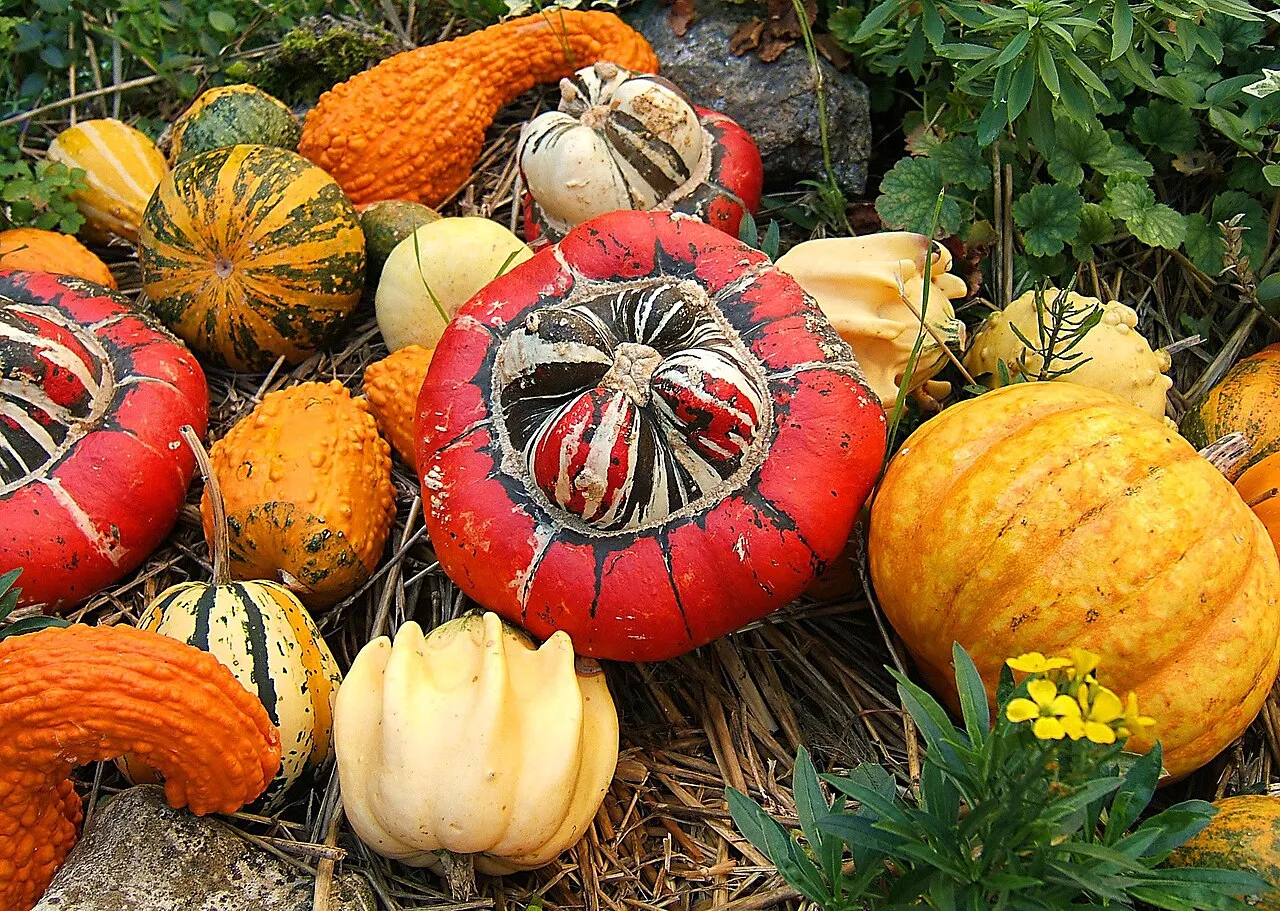 Kürbis (Cucurbita maxima, Cucurbita pepo)