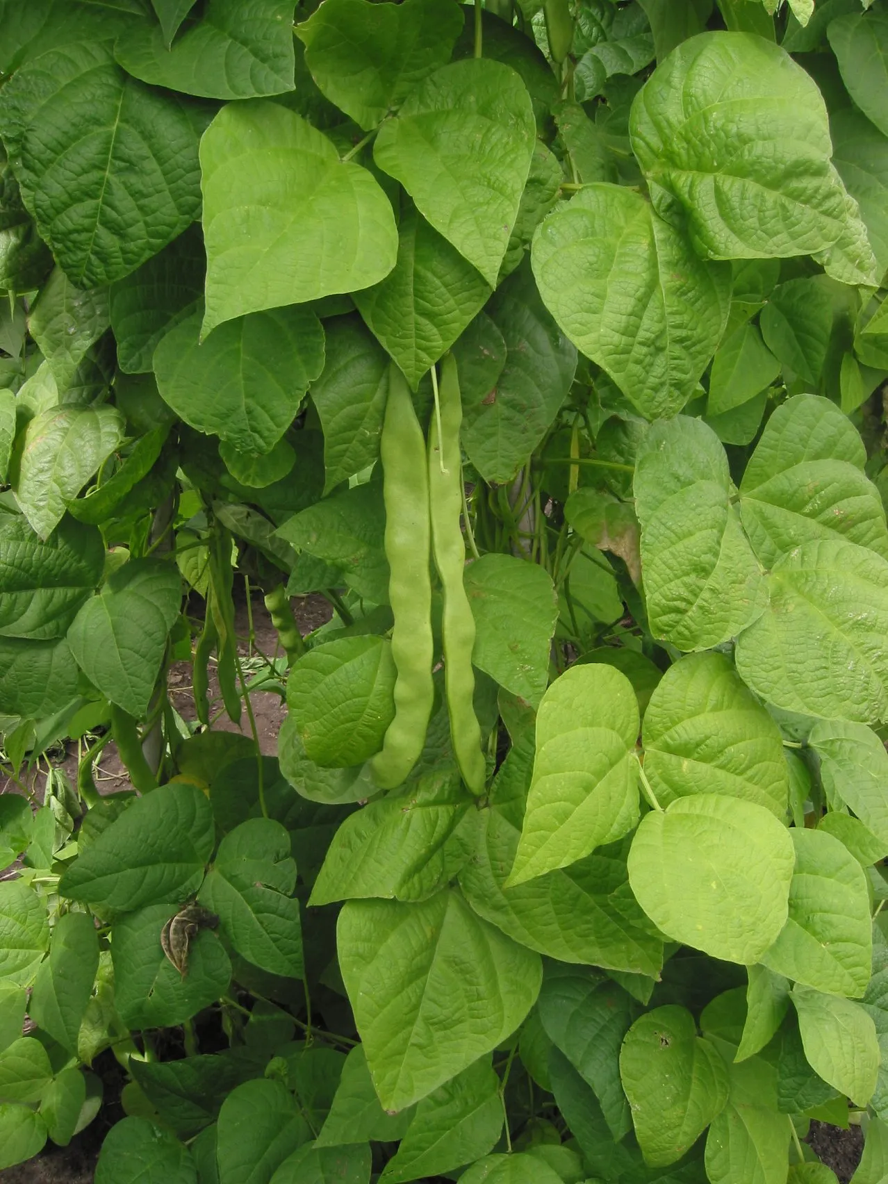Bohnen (Phaseolus vulgaris var. nanus)
