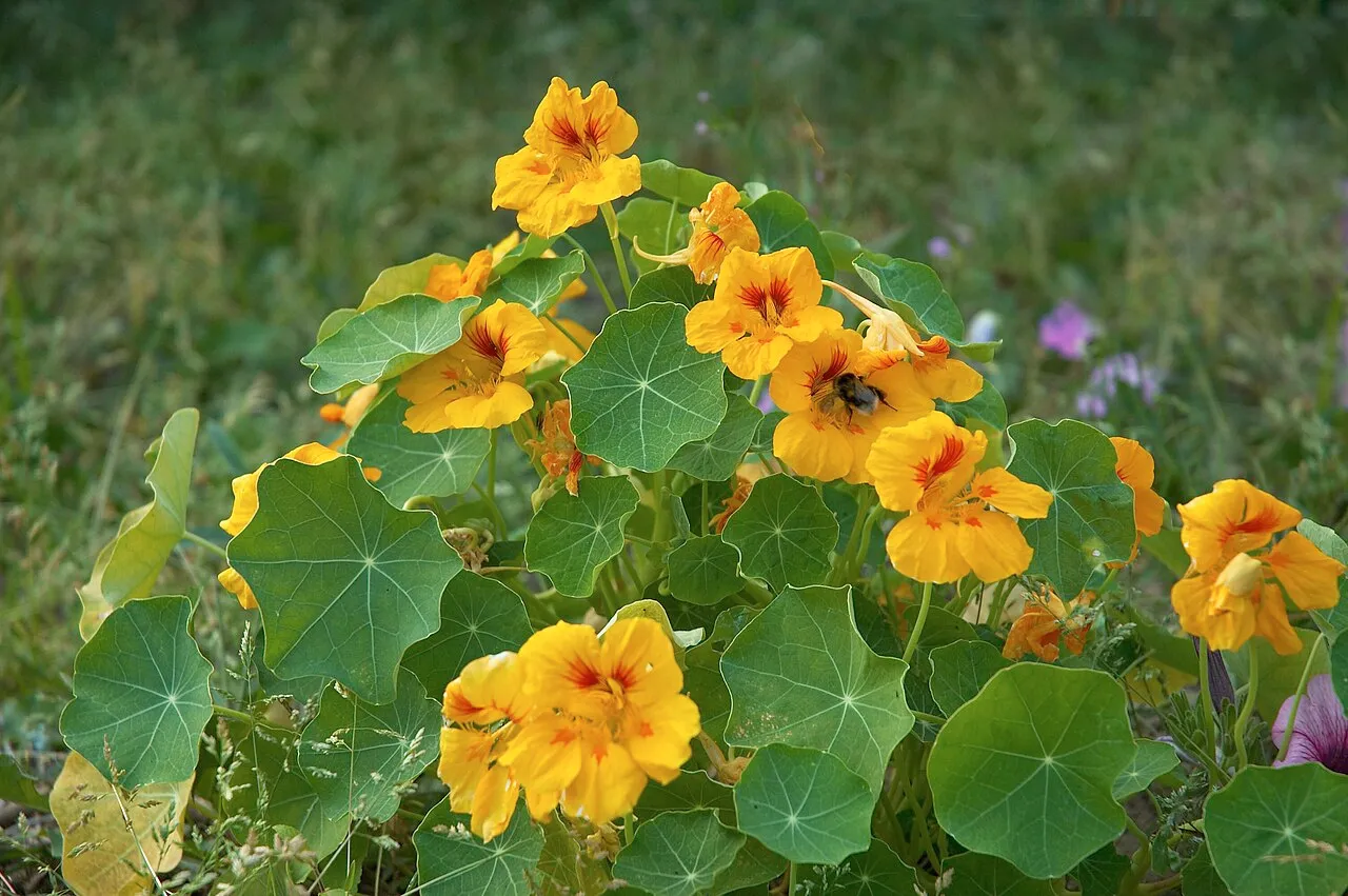 Kapuzinerkresse (Tropaeolum majus)