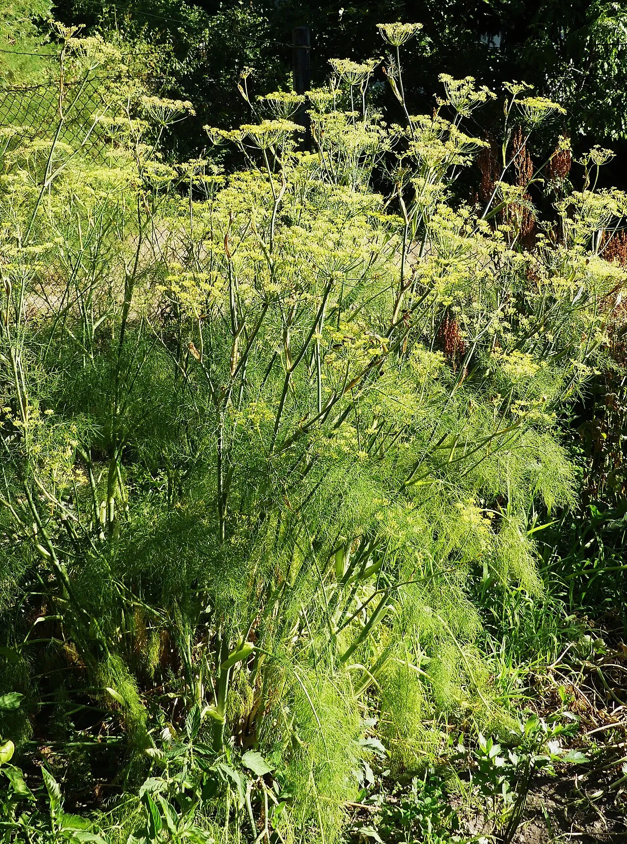 Fenchel (Foeniculum vulgare var. azoricum)