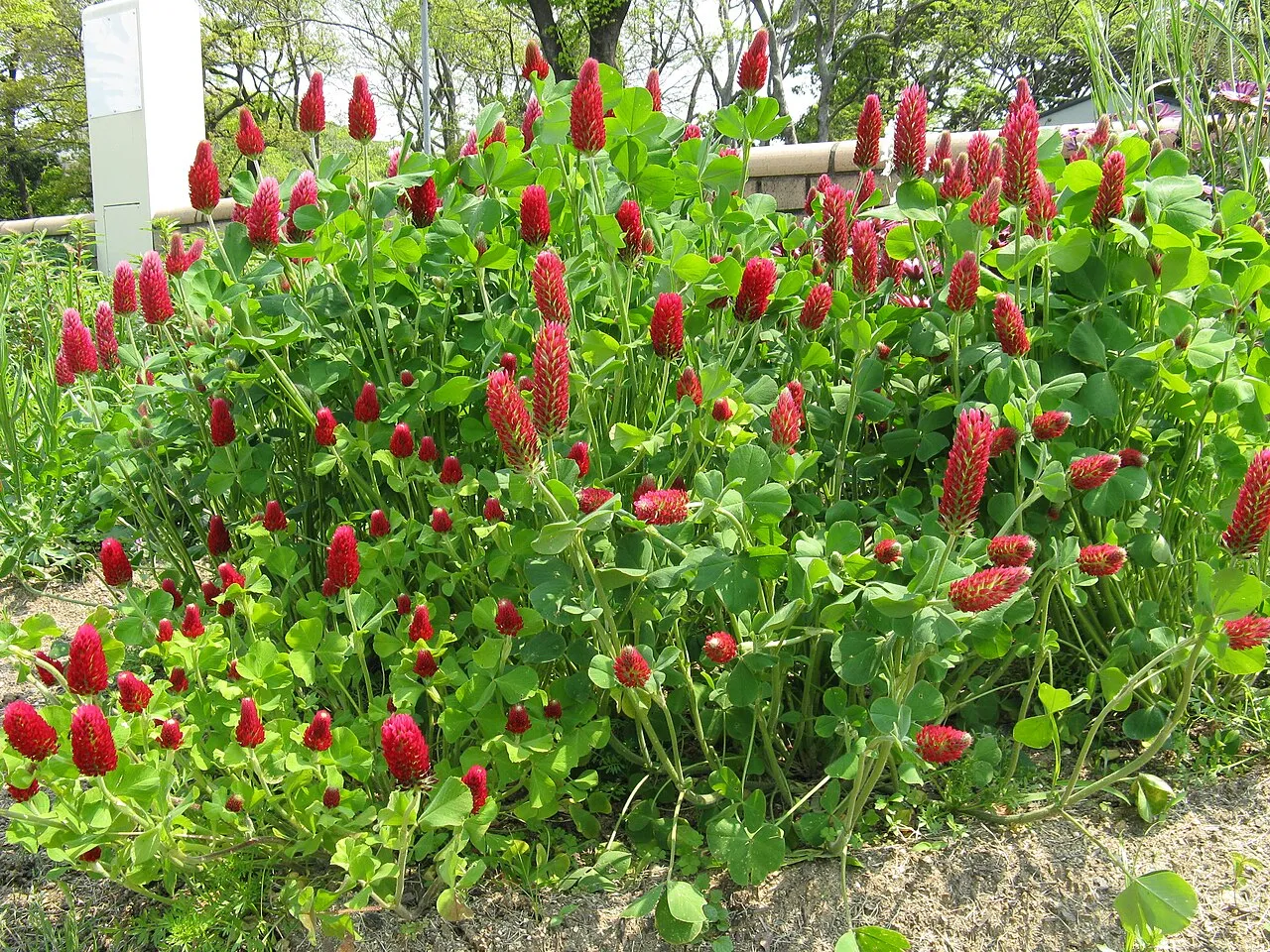 Inkarnatklee (Trifolium incarnatum)