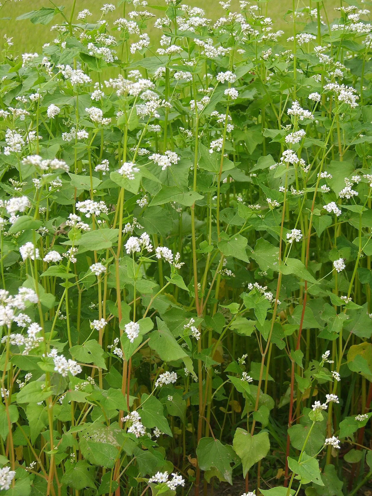 Buchweizen (Fagopyrum esculentum)